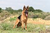 BERGER ALLEMAND 426